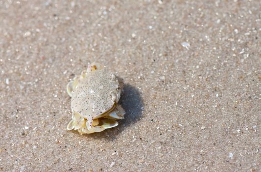 crab  on the sand