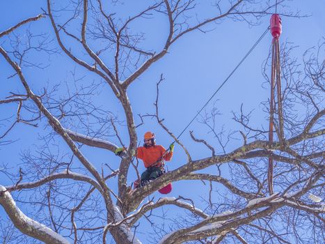 Tree pruning and cutting branches by a lumberjack