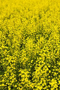 Closeup of flowering canola or rapeseed plants in field