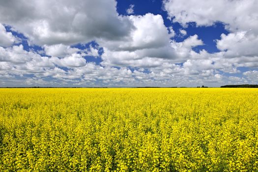 Agricultural landscape of canola or rapeseed farm field in Manitoba, Canada