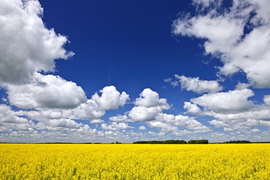 Agricultural landscape of canola or rapeseed farm field in Manitoba, Canada