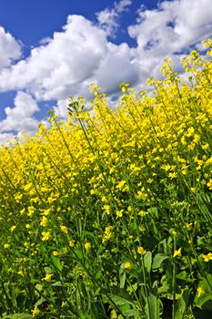 Canola or rapeseed plants growing in farm field, Manitoba, Canada