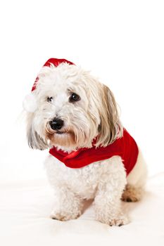 Adorable coton de tulear dogs wearing santa costume