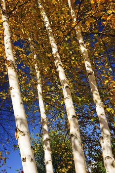 Birch tree trunks with yellow leaves in autumn forest