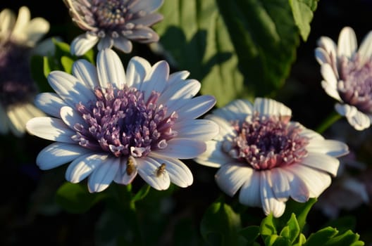 chrysanthemums in a garden during the summer