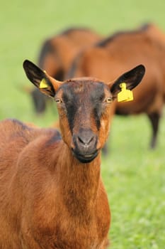 Portrait of a brown goat in front of other in the background, in a green grass meadow