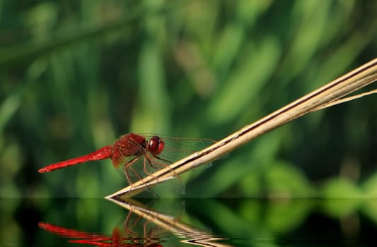 Beautiful typical scarlet dragonfly of Camargue, France