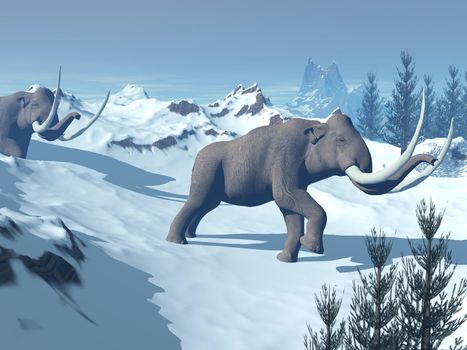 Two big mammoths walking slowly in the snowy mountain