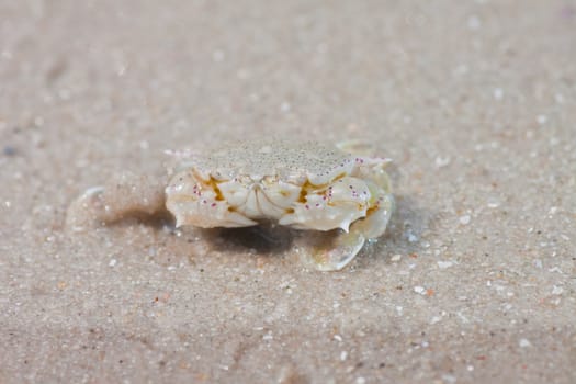 crab  on the sand