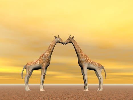 One giraffe couple by sunset