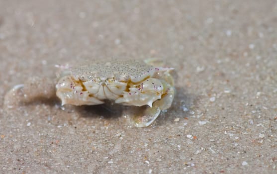 crab  on the sand