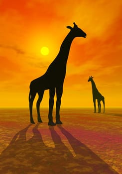Shadows of two giraffes by beautiful red sunset in the desert