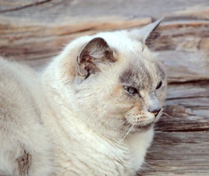 Peaceful ragdoll cat lying on a wood bench