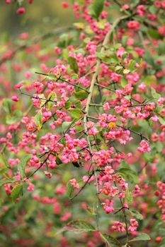 Branch of toxic spindle tree berries