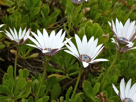 daisys grawing at the coast