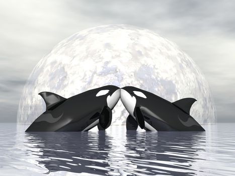 Couple of orca kissing in front of the moon