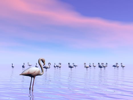 Flock of flamingos standing peacefully in the water by sunset