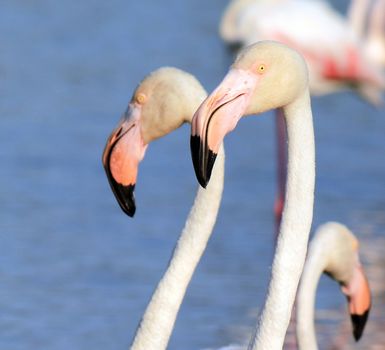 Close up of white flamingo head