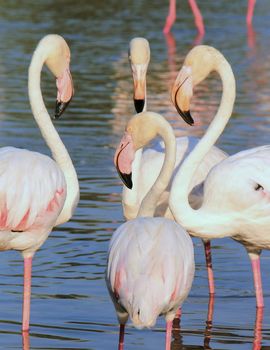 Close up of white flamingos in the water by sunset