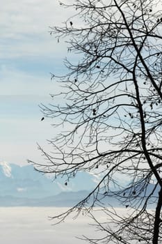 View on the Alps mountains upon the fog and behind a winter tree, Switzerland