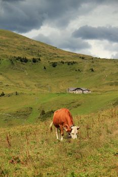 White and brwon cow eating in spite of stormy weather in the Alps mountains, Switzerland