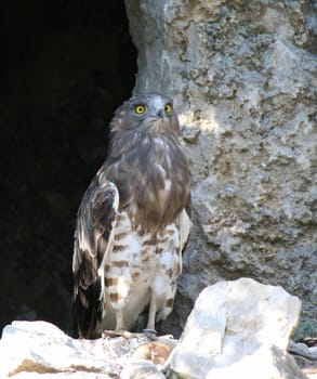 Beautiful eagle standing on stone and showing its yellow eyes