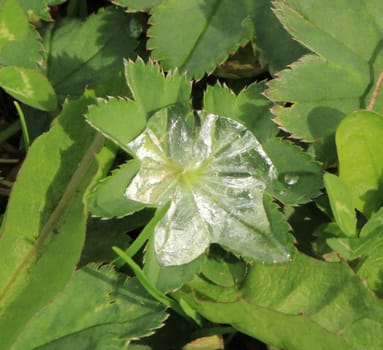 Big drop of water on a little leaf by morning