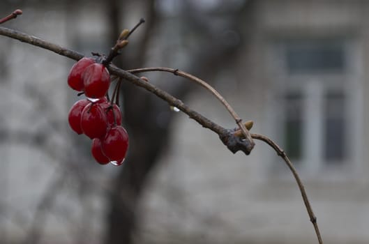 Bunch of guelder-rose with rain drops on a soft background wall with a window.