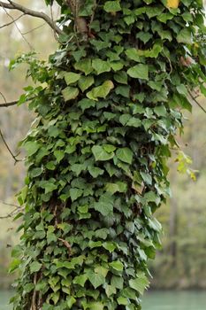 Lots of green ivy slimbing on a tree trunk