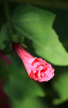 Close up of red hibiscus flower closed and green leaves