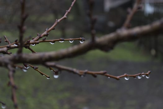 Raindrops on bare branches on a blurred background.