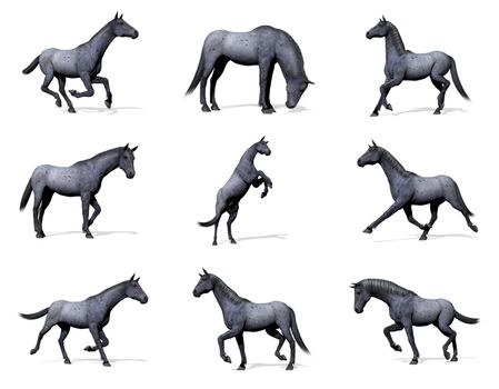 Set of nine poses of blue roan horse with shadow in white background