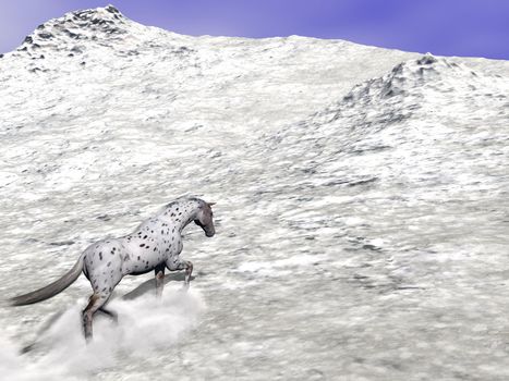 Beautiful leopard appy horse climbing on the snow to the top of the mountain
