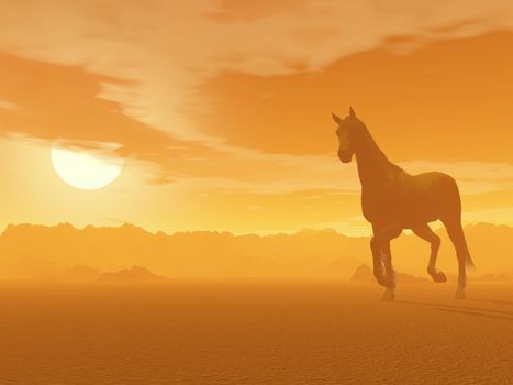 Beautiful horse trotting in the desert by foggy sunset