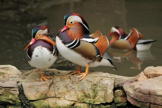 Two mandarin ducks standing on rocks next to a pond where another is swimming