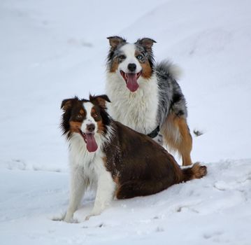 Female and male australian shepherd dogs with open mouth and tongues and standing together in the snow by winter day