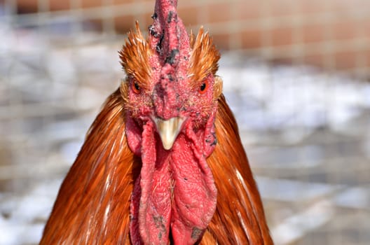 Chicken Looking straight at camera