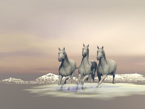 Three beautiful white horses gallopping in the nature by cloudy weather