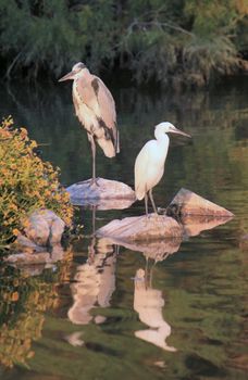 One heron standing next to a white egret on rocks next to a pond and vegetation