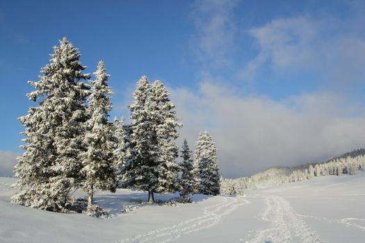Beautiful fir trees covered with snow in the Jura mountain by cloudy day of winter, Switzerland