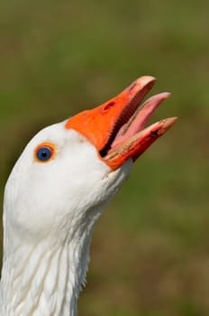 White Goose Honking