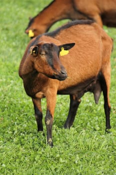 Portrait of a brown goat in front of other in the background, in a green grass meadow