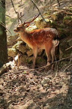 Doe standing in the woods