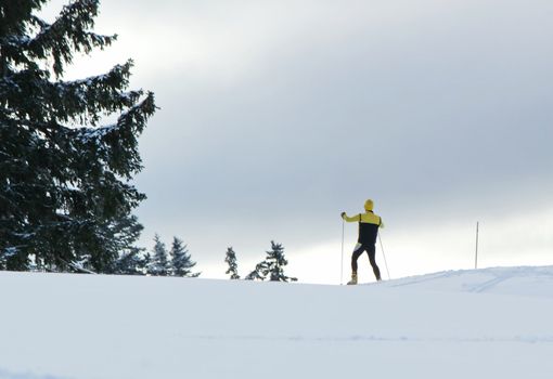 Cross country man sking in the mountain next to a fir tree by winter in Jura, Switzerland