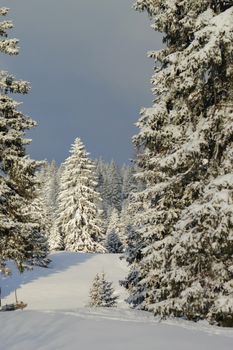 Beautiful fir trees covered with snow in the Jura mountain by cloudy day of winter, Switzerland