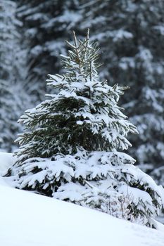 Beautiful small fir tree covered with snow in the Jura mountain by cloudy day of winter, Switzerland