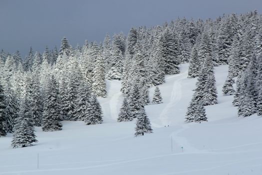 Beautiful fir trees covered with snow in the Jura mountain by cloudy day of winter, Switzerland