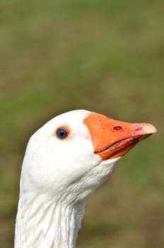 Head of White Goose