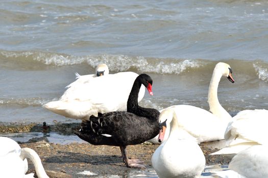 Black swan amongst whites