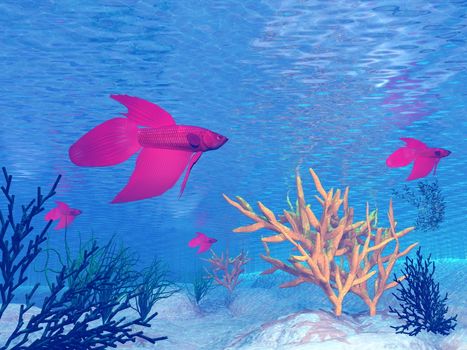 Several red betta fish under water